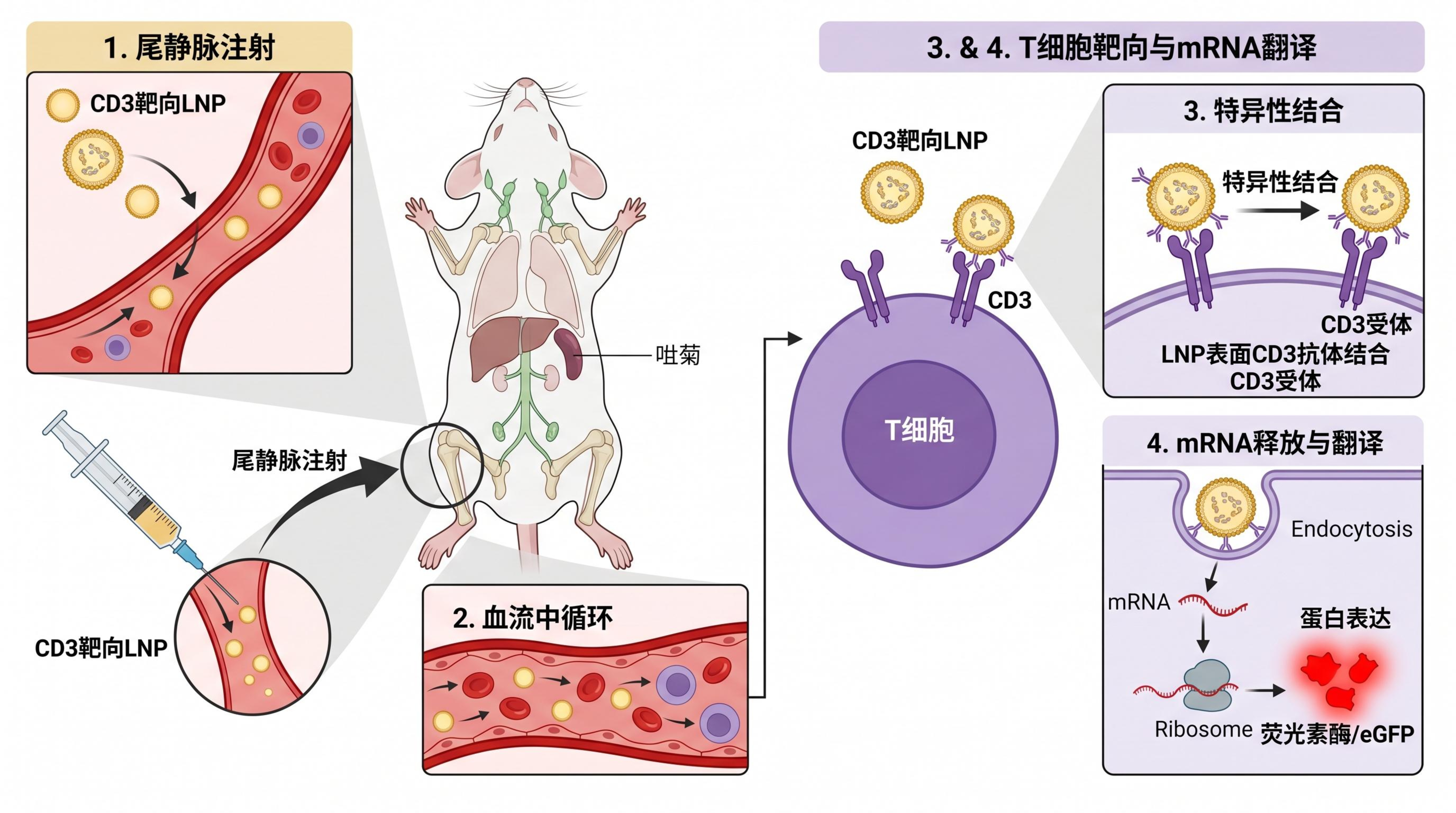 体内靶向示意图（小鼠模型 + T细胞靶向）2.jpeg