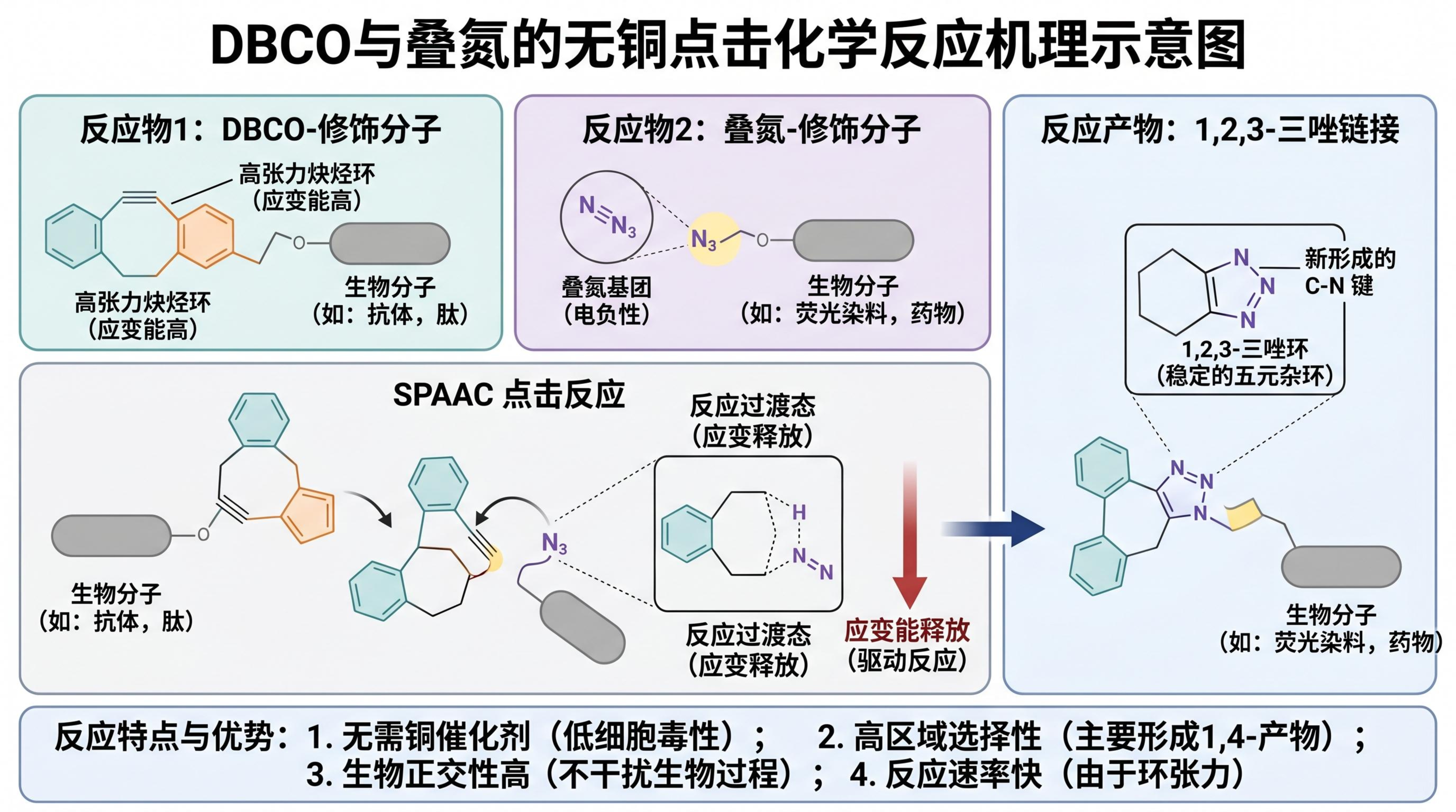 DBCO与叠氮的点击化学反应机理示意图.jpg