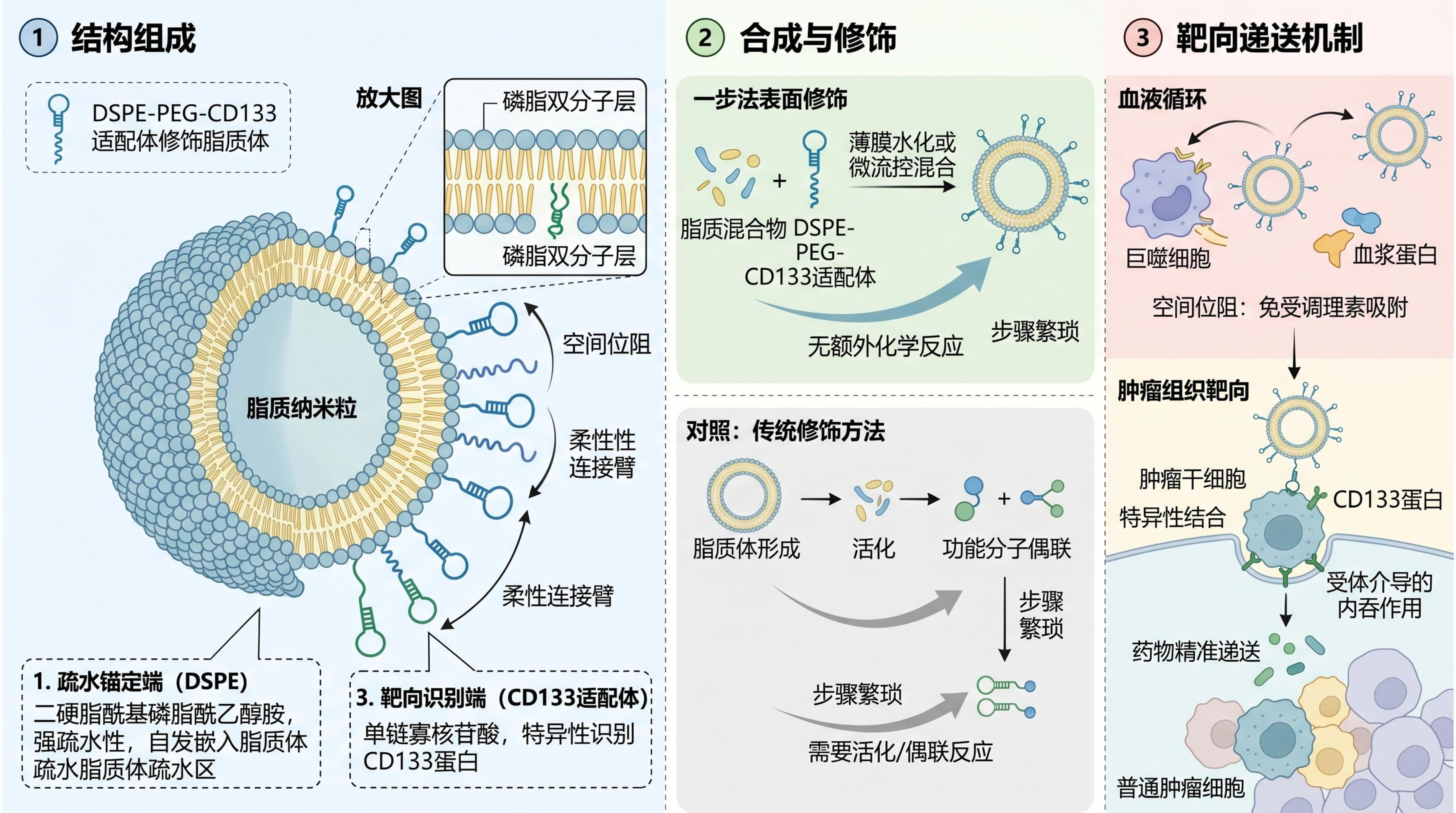 DSPE-PEG-CD133：肿瘤干细胞靶向递送，为什么适配体比抗体更合适