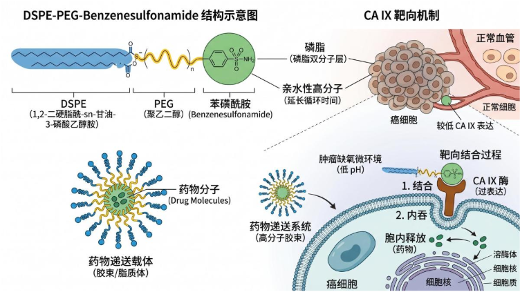 DSPE-PEG-Benzenesulfonamide 结构与CA IX靶向机制-BHSJ.png