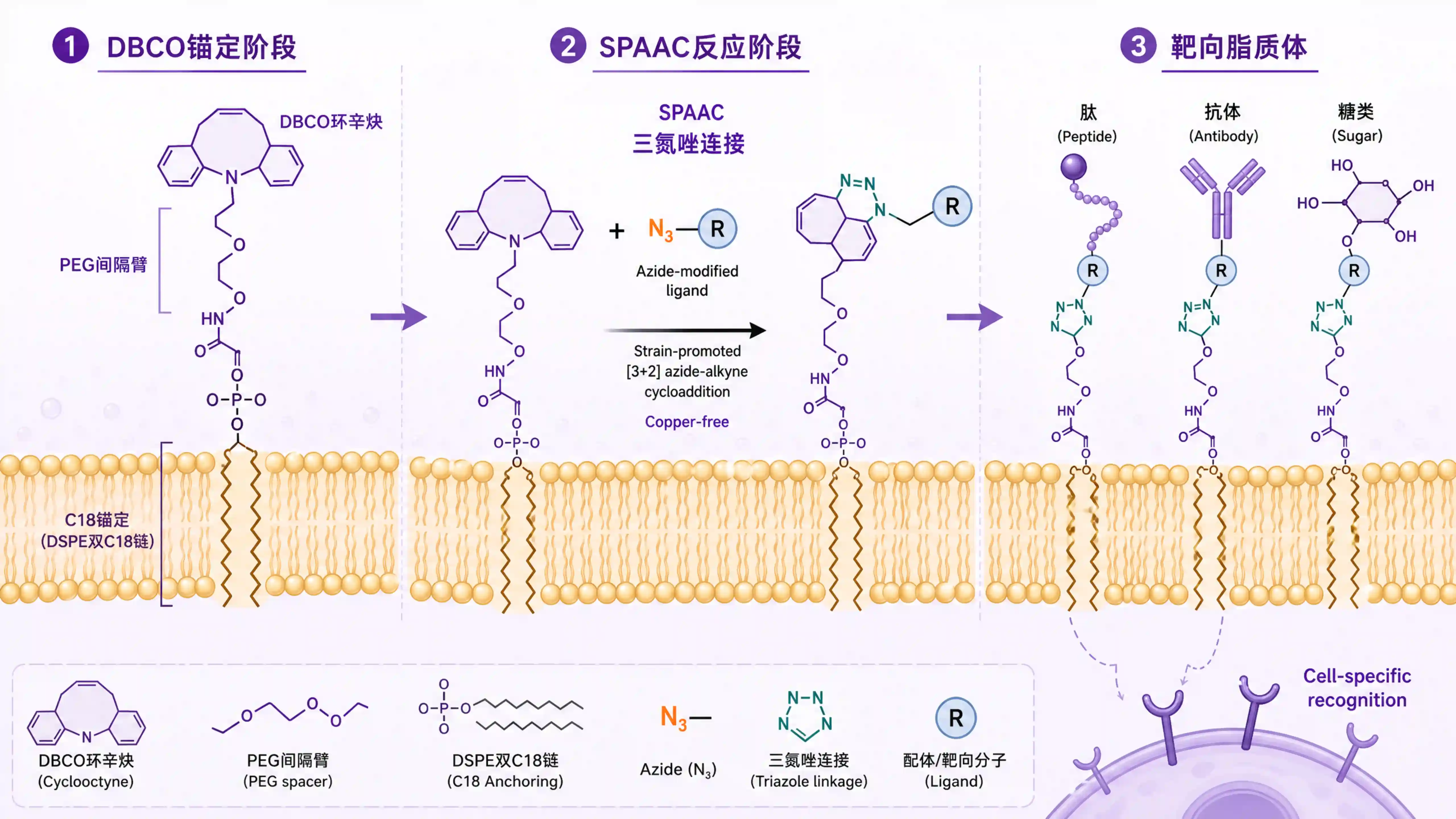 DSPE-PEG-DBCO：脂质体无铜点击偶联的端基选型与工艺要点