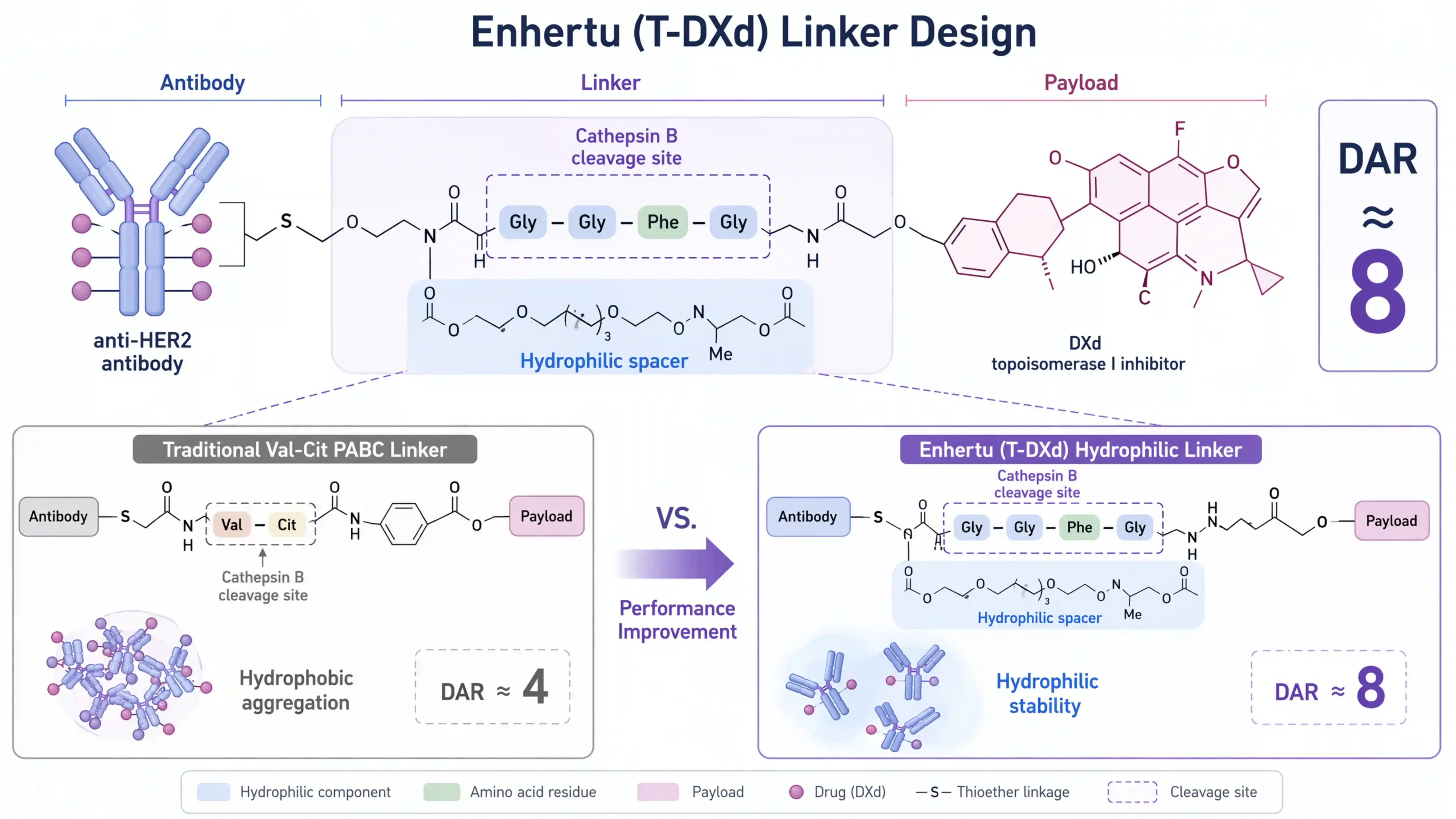 Enhertu的ADC linker化学结构示意图,展示Gly-Gly-Phe-Gly四肽酶裂解linker配合亲水基团实现DAR 8高药物抗体比设计