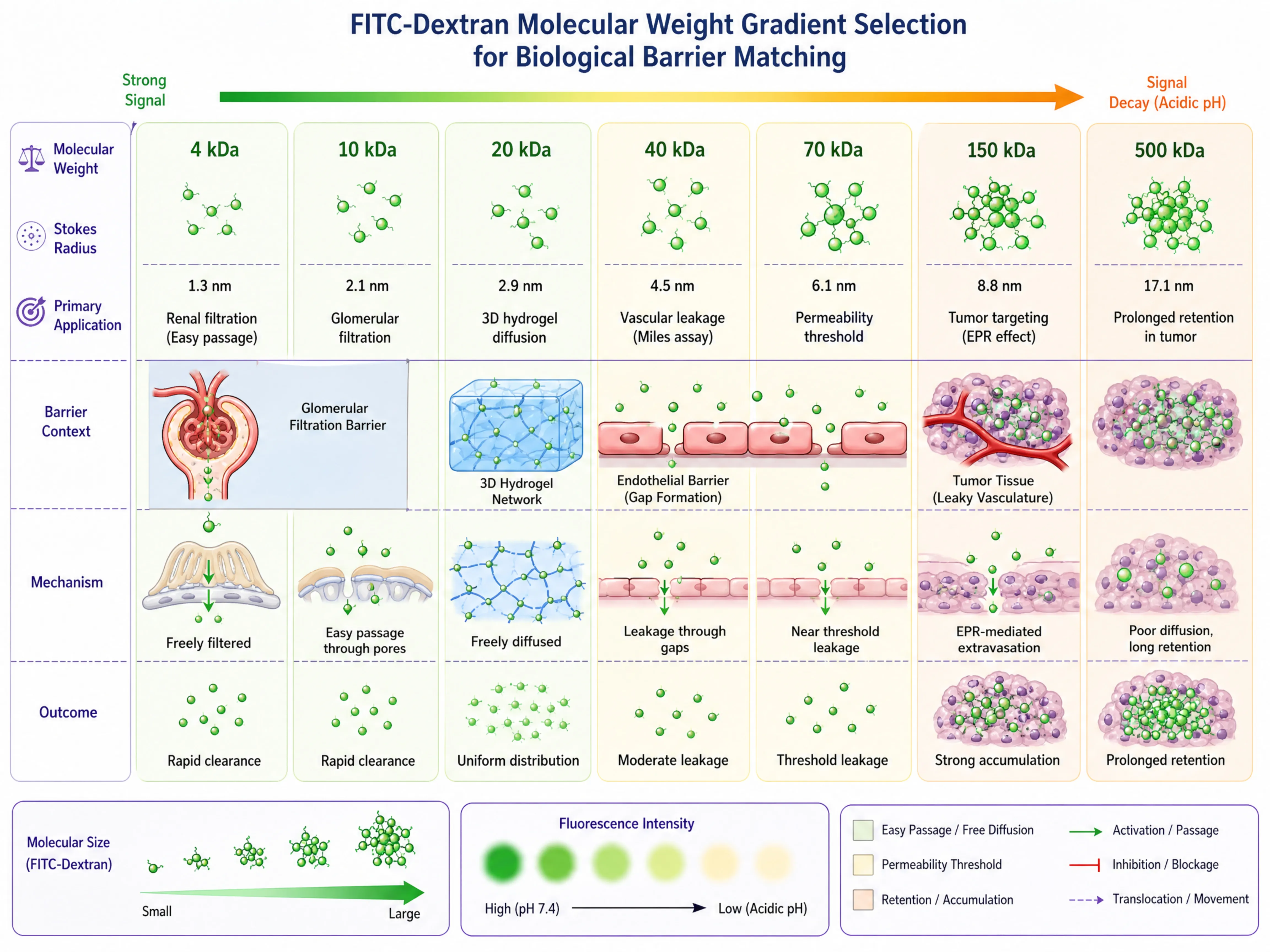 FITC-Dextran 分子量梯度选型示意图:4-2000kDa 七档分子量对应不同实验场景——4kDa 肾小球滤过基准、10-20kDa 3D 水凝胶交联、40-70kDa 血管渗漏经典窗口、150-500kDa 肿瘤 EPR 效应、2000kDa 长滞留微球载体