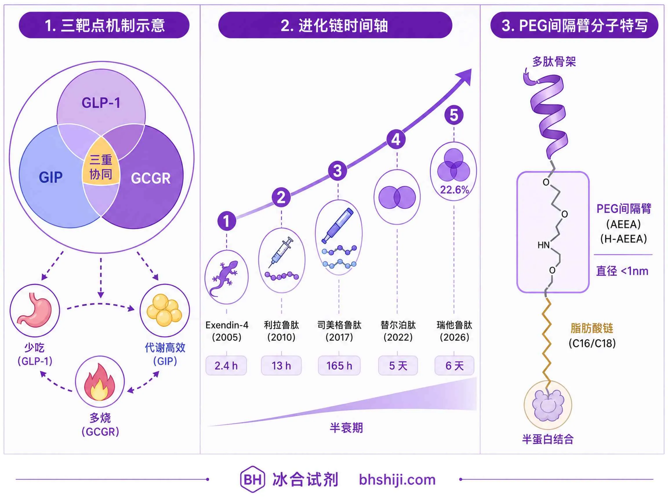 三靶点GLP-1瑞他鲁肽III期减重22.6%&mdash;&mdash;从单靶点到三靶点的进化链与PEG linker间隔臂需求增长曲线，展示GLP-1/GIP/GCGR三重协同机制与脂肪组织重编程