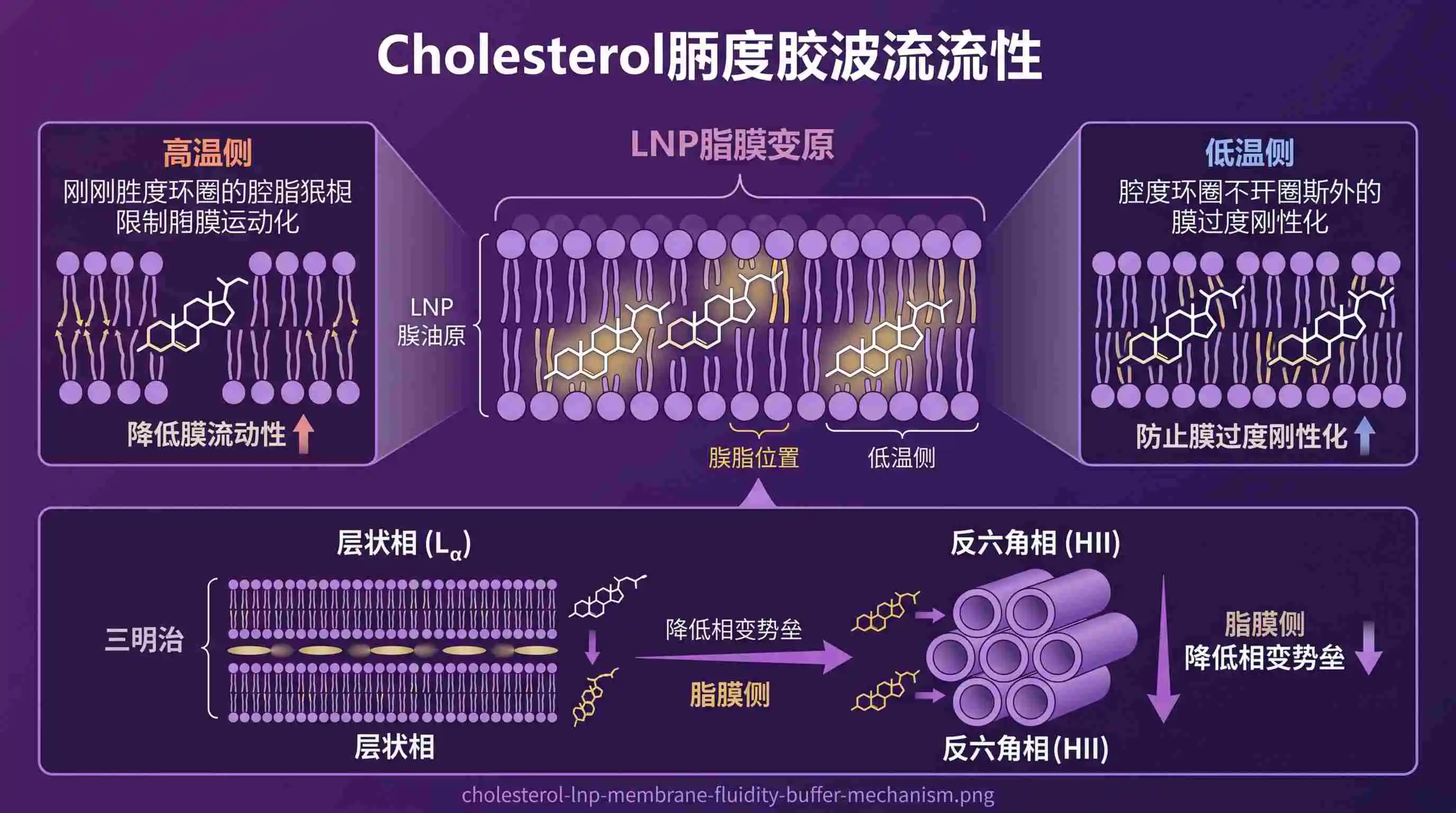 胆固醇在LNP磷脂双层中的双向缓冲机制与层状相到反六角相转变示意图