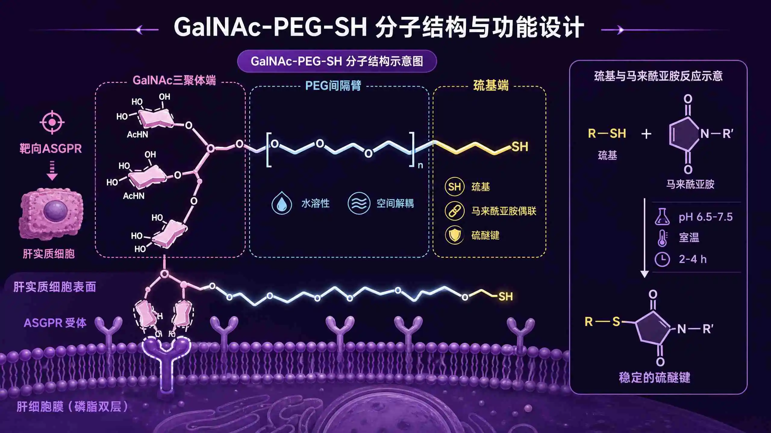 GalNAc-PEG-SH小核酸肝靶向接头设计逻辑：三聚体结合肝细胞ASGPR，PEG调节间距与水溶性，末端巯基偶联siRNA或ASO