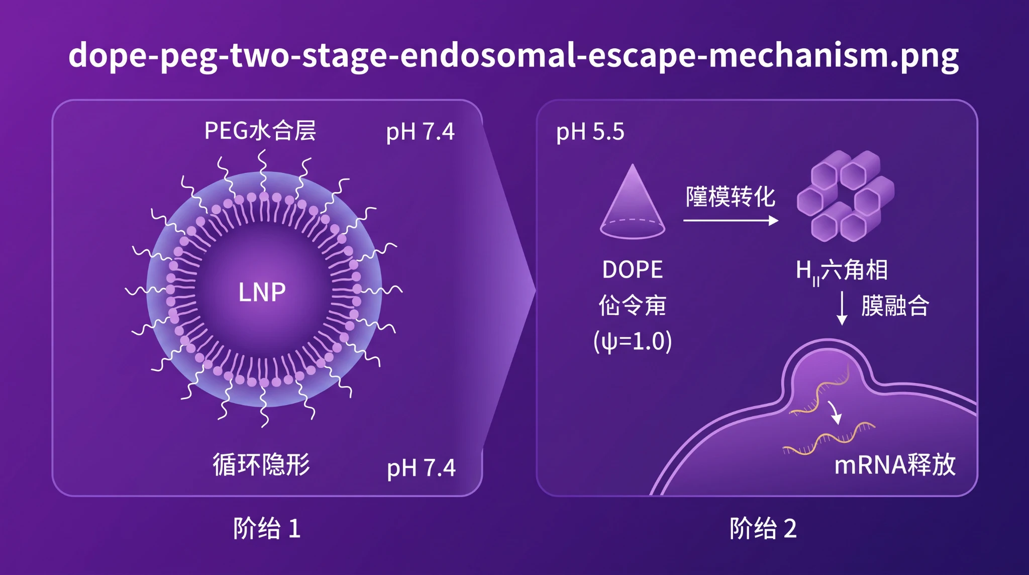 DOPE-PEG二阶段释放机制图：阶段1 PEG链水合层屏蔽免疫蛋白吸附实现长循环，阶段2 内涵体pH 5.5触发DOPE锥形几何&psi;=1.0形成H_II六角相促进膜融合释放mRNA到细胞质