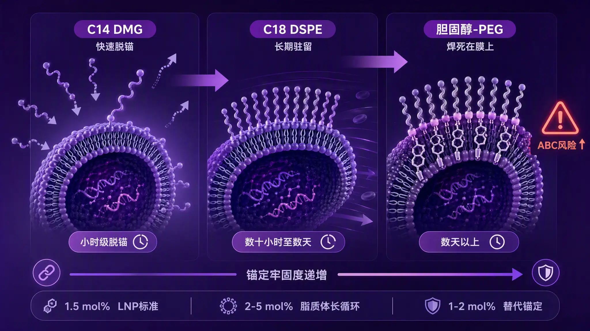 PEG-脂质链长梯度三档锚定对照示意图：C14 DMG快速脱锚、C18 DSPE长循环、胆固醇甾醇锚定持久与ABC现象对比