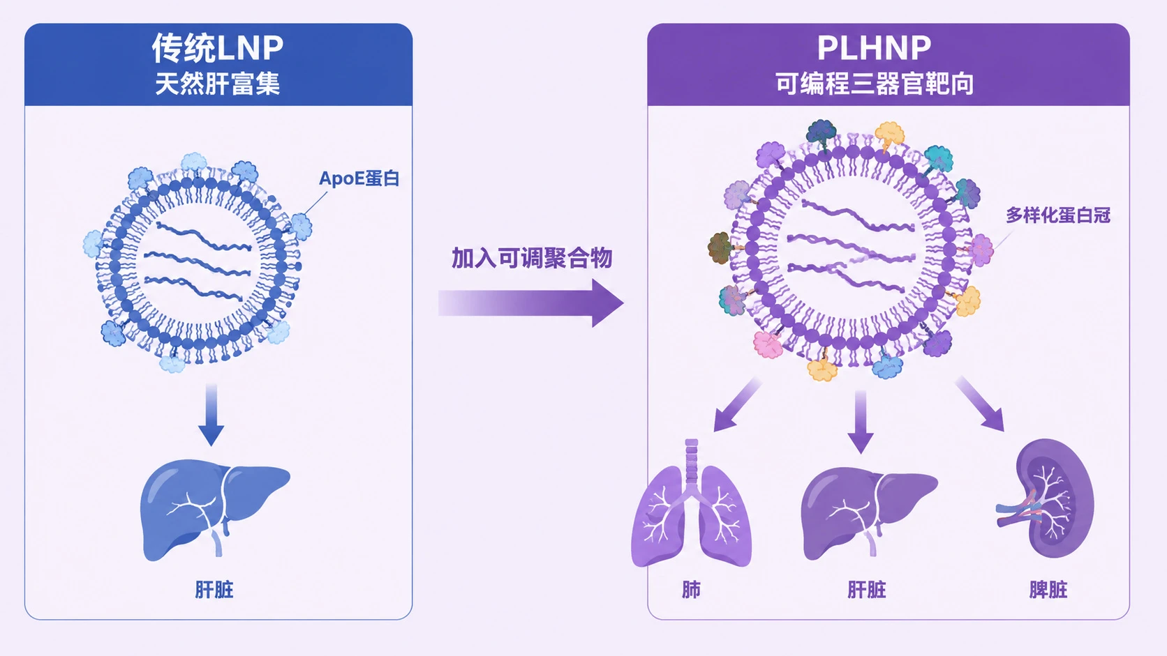 聚合物-脂质杂化纳米颗粒PLHNP实现肺肝脾三器官选择性RNA递送的机制示意