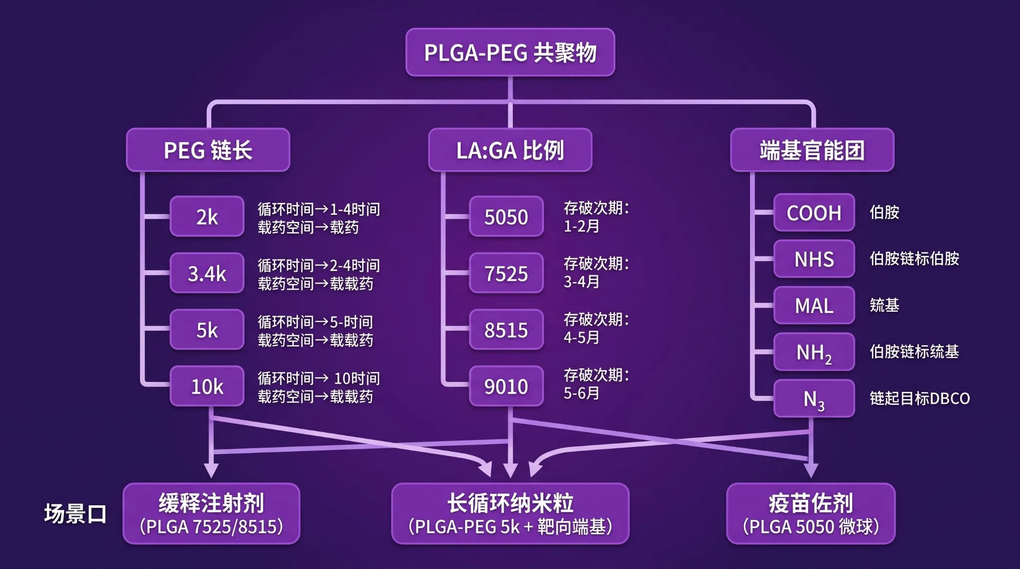 PLGA-PEG共聚物三维选型决策树示意图:PEG链长2k-10k、LA:GA比例5050至9010、端基COOH/NHS/MAL/NH2/N3三维度决定释放曲线与应用场景