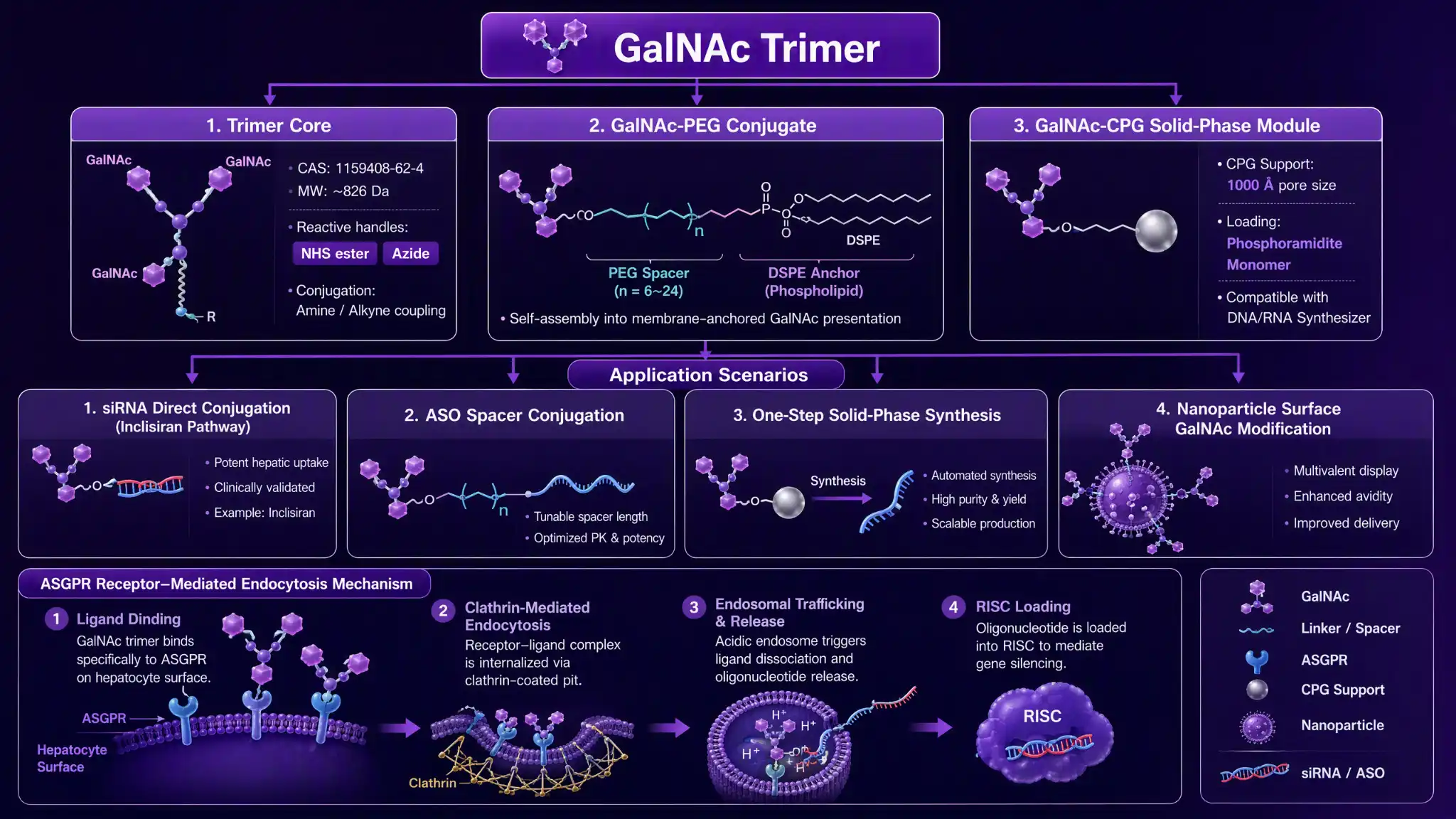 GalNAc 三聚体肝靶向寡核苷酸偶联三件套选型图：三触角结构经 ASGPR 内吞入肝细胞、GalNAc-PEG 间隔偶联 ASO、GalNAc-CPG 固相合成模块直接合成肝靶向寡核苷酸