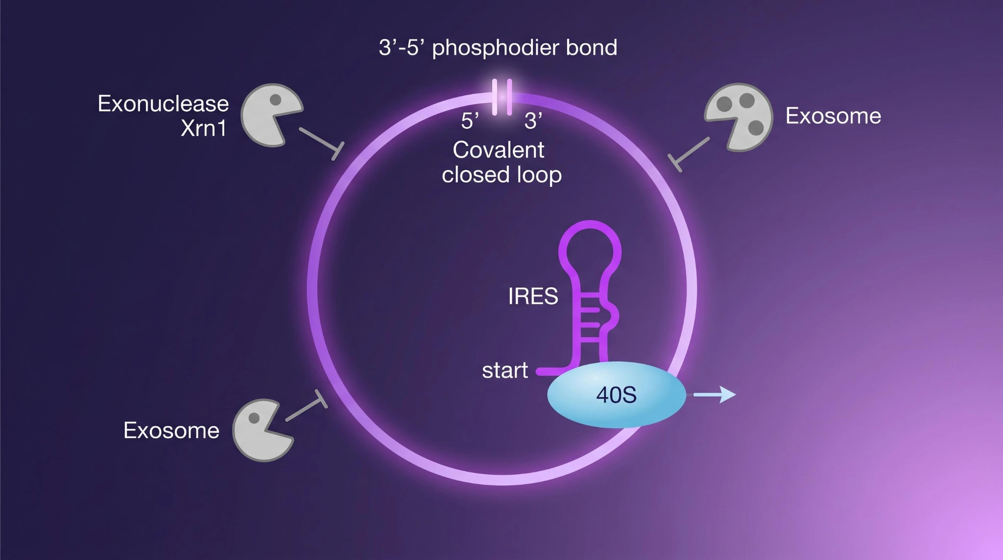 环状 RNA 共价闭环结构与 IRES 翻译机制示意图：5' 和 3' 端通过 3'-5' 磷酸二酯键连接形成共价闭环，外切酶无法从末端降解，IRES 序列介导核糖体进入启动翻译，避开对 5' 帽的依赖