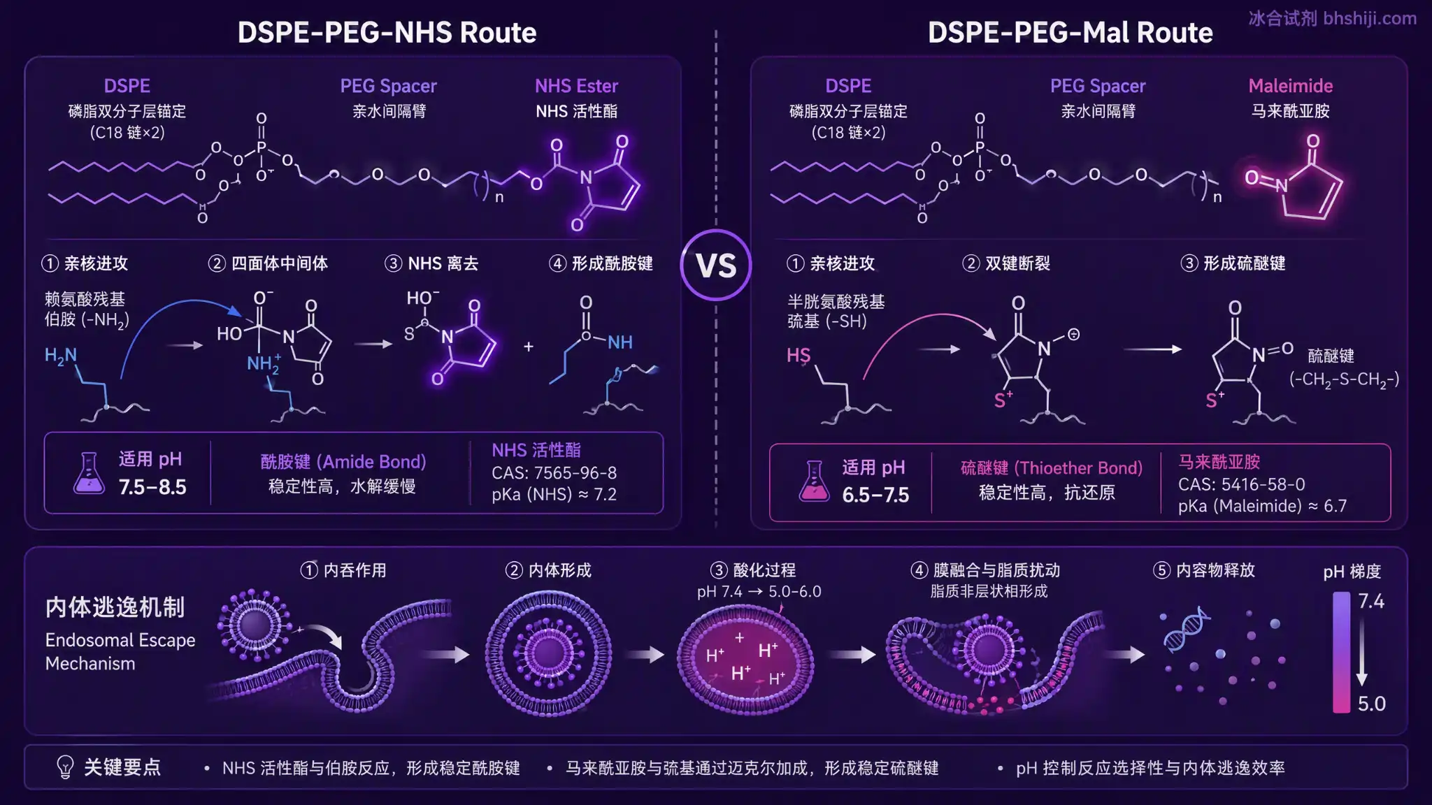 DSPE-PEG-NHS 与 DSPE-PEG-Mal 脂质-PEG 偶联化学四步流程图：DSPE 脂双层锚定 / PEG 间隔臂减少空间位阻 / 末端 NHS 或 Mal 活性基团与配体伯胺或巯基反应 / 脂质体表面配体密度控制