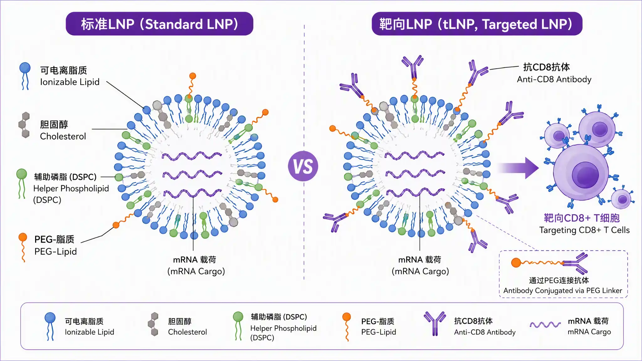 普通LNP与tLNP结构对比图：普通LNP四组分（可电离脂质、胆固醇、辅助磷脂、PEG化脂质）与tLNP在表面偶联抗CD8抗体的靶向脂质纳米颗粒结构对比